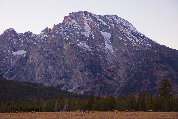 elk-4959-d