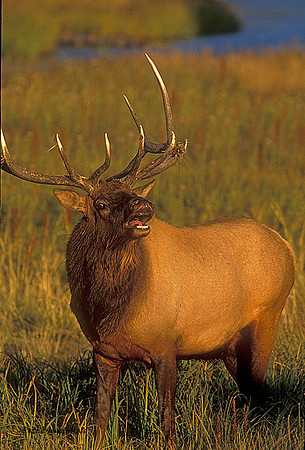 elk-2329-f