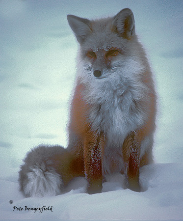 fox-029-k
