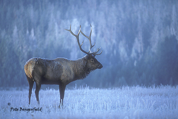 elk-0367-k