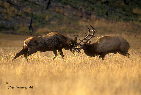 elk-2861-f