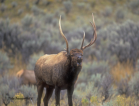 elk-2431-f