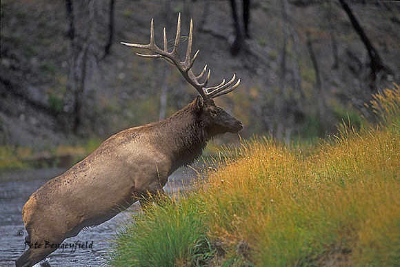 elk-2237-f