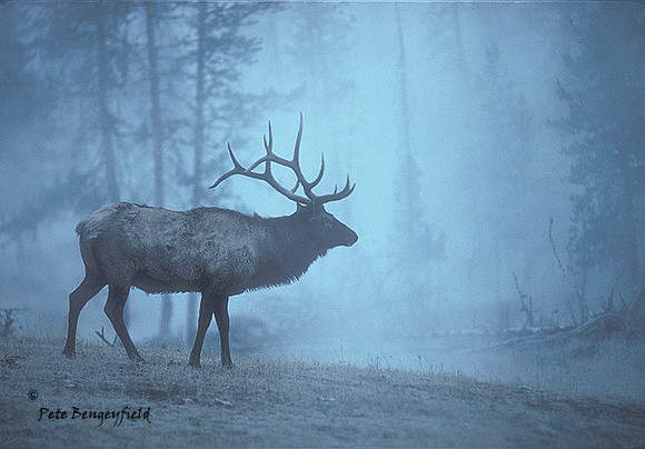 elk-1981-k