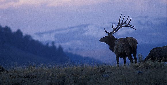 ELK-1443-f