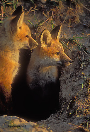 fox-335-f