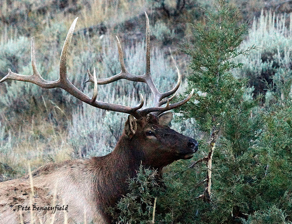 elk-4971-d