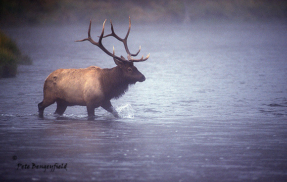 elk-3339-f