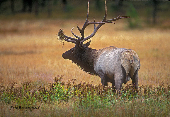 elk-4123-f