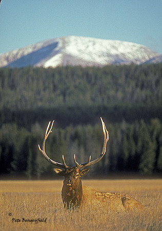elk-0708-k