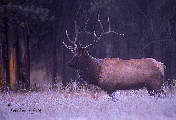 elk-3648-f