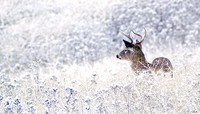 White-tailed Deer