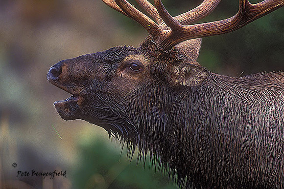 elk-3422-f