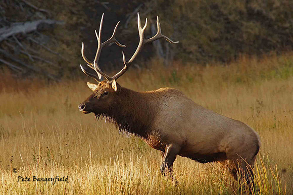 elk-4921-d