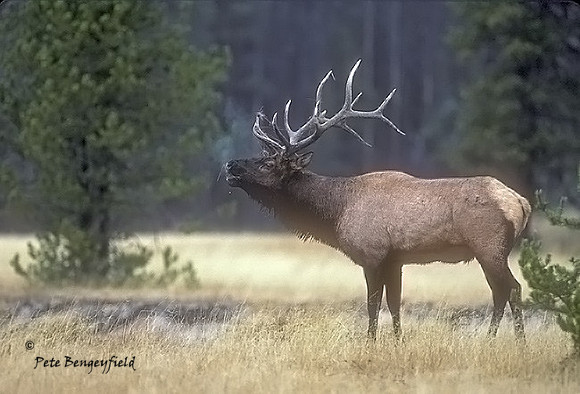 elk-0914-k