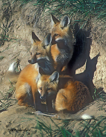 fox-033-k