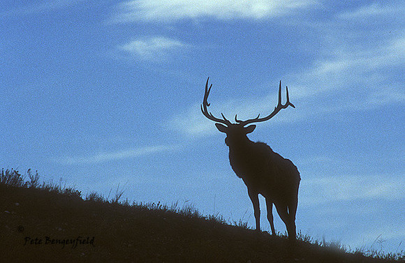 elk-1432-k