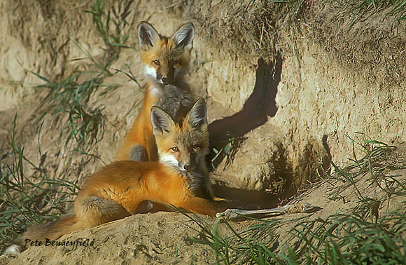 fox-046-k