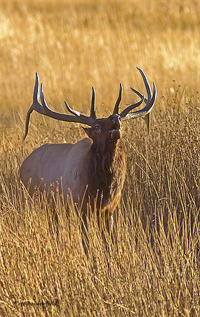 elk-4781-d