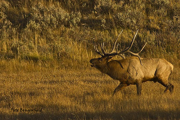 elk-4861-d