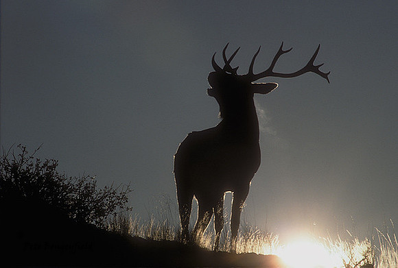 elk-1114a-k