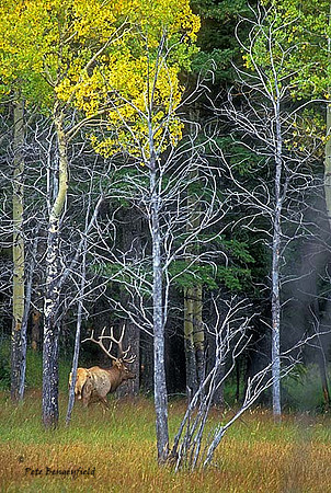 elk-2769-f