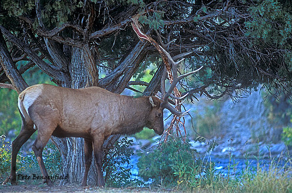 elk-3979-f