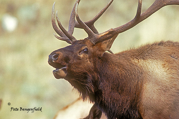 elk-1384-k