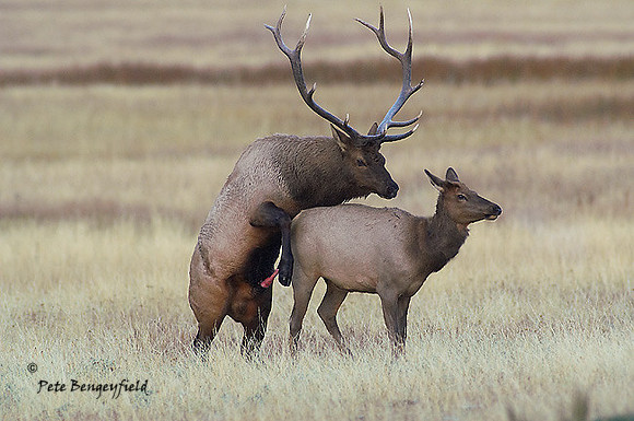 ELK-4554