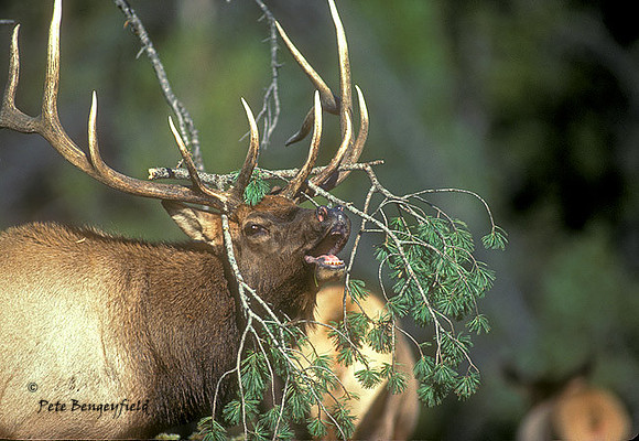 elk-1718-k