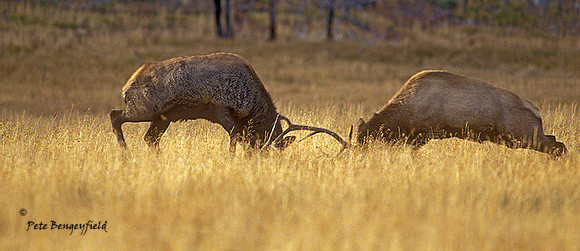 elk-2854-F