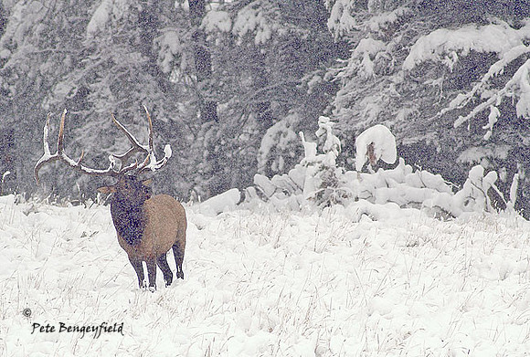 elk-4727-d
