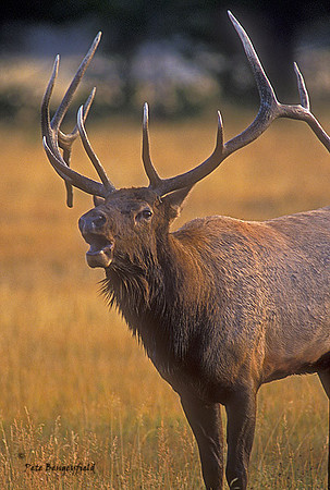 elk-2644-f
