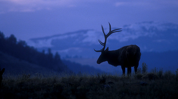 elk-1438-f