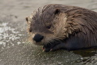 Otter