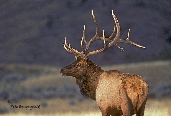 elk-1903-K
