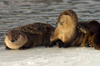 Otter