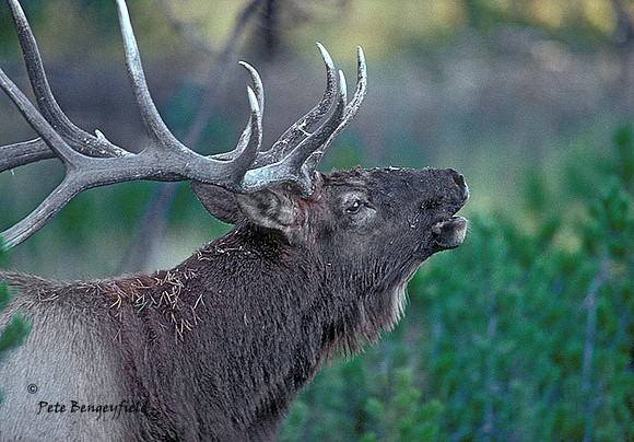 elk-1846-K