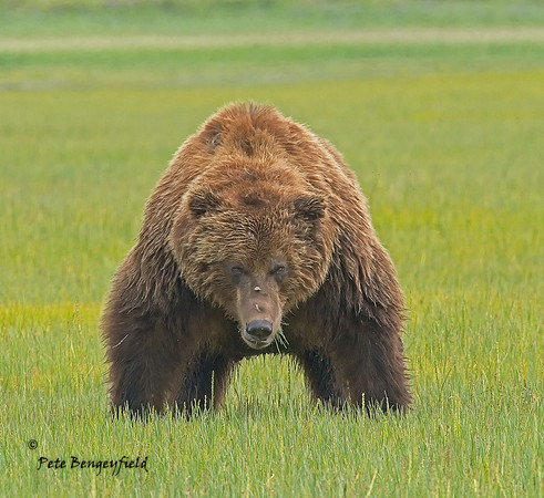 Be Bear Aware
