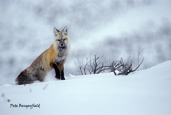 fox-278-f