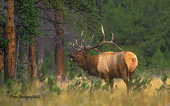 elk-2363-f