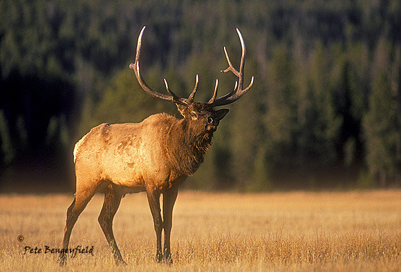 elk-0923-k