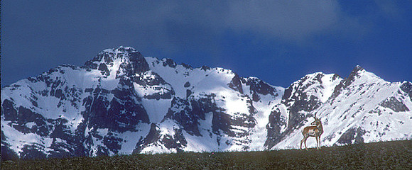 ant-269-k