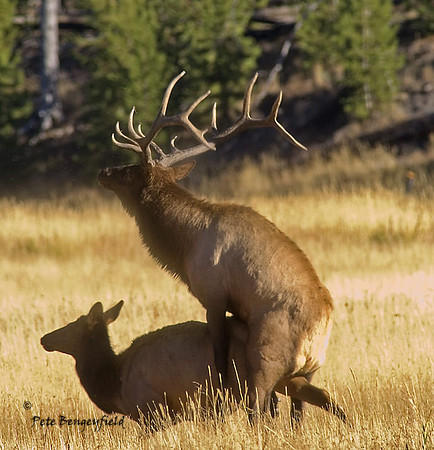 elk-4774-d