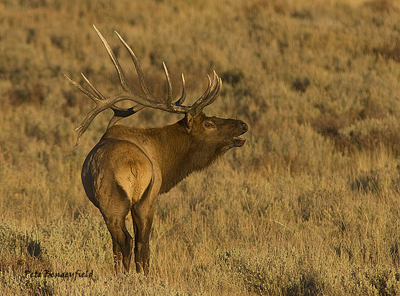 elk-4970-d