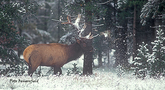 elk-2317-k