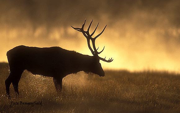 elk-3370-f