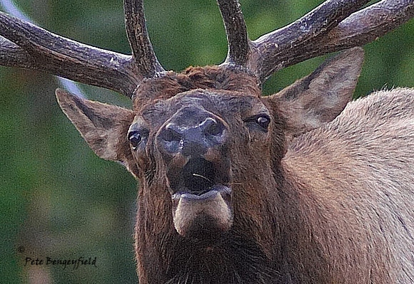 ELK-4597-d