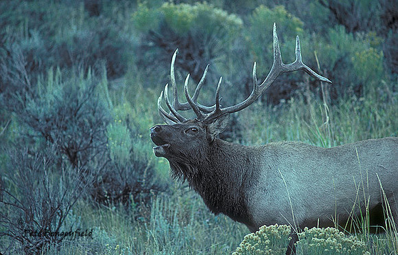 elk-1829-k