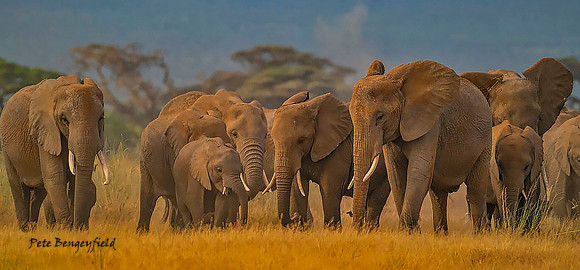 ele-025-d